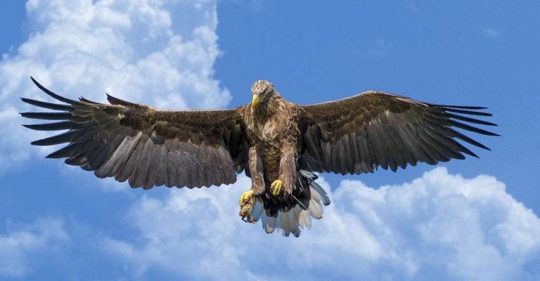 prophétie : les aigles de France vont se lever ( par Ueli et Charles Surbeck)