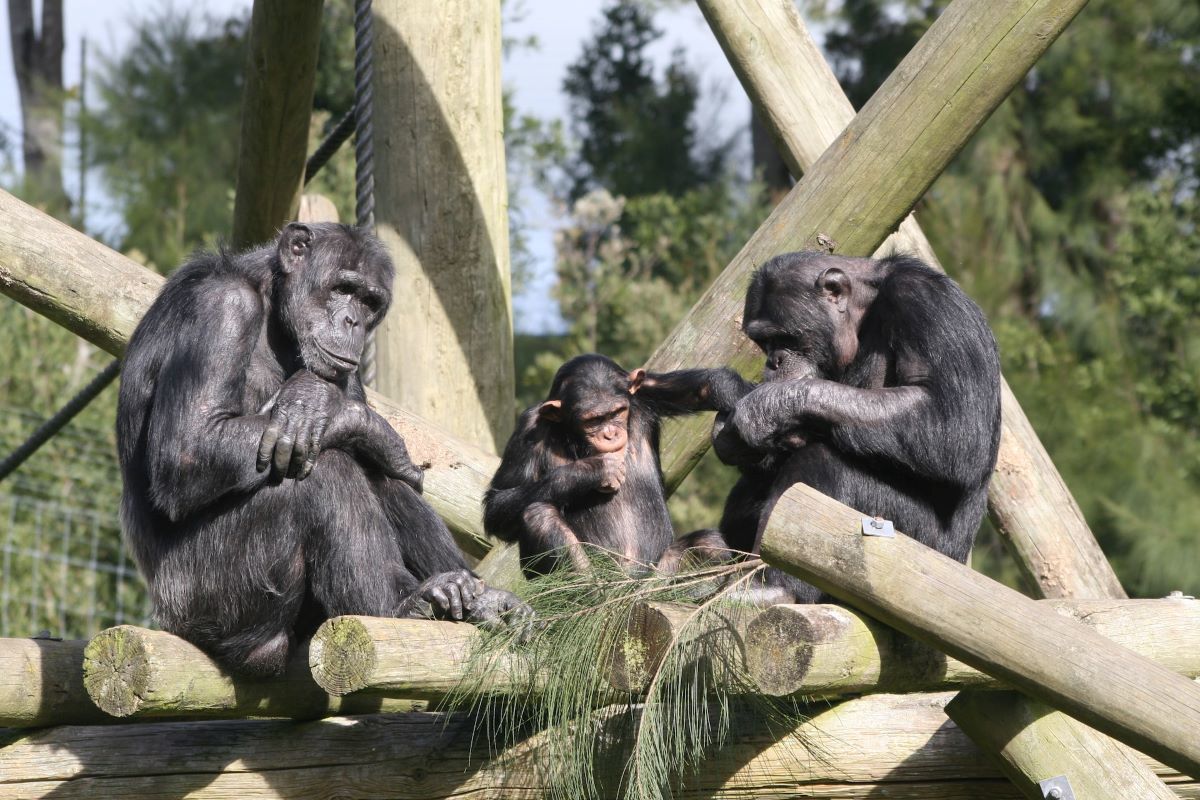 Science des zombies : les humains partagent 99 % de l'ADN avec les chimpanzés ?