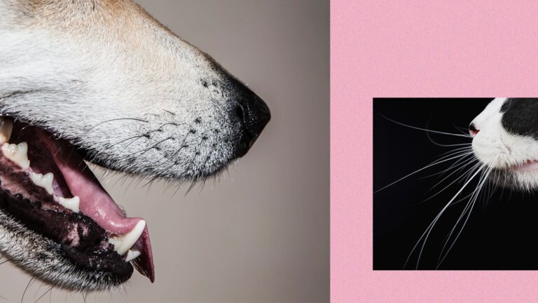 Le peuple des chiens : les chrétiens possèdent plus de chiens que de chats
