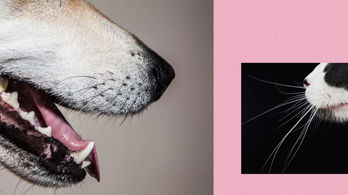 Le peuple des chiens : les chrétiens possèdent plus de chiens que de chats