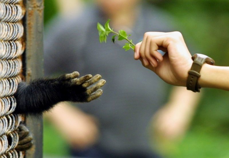 Darwiniser l'univers : une théorie qui explique tout n'explique rien