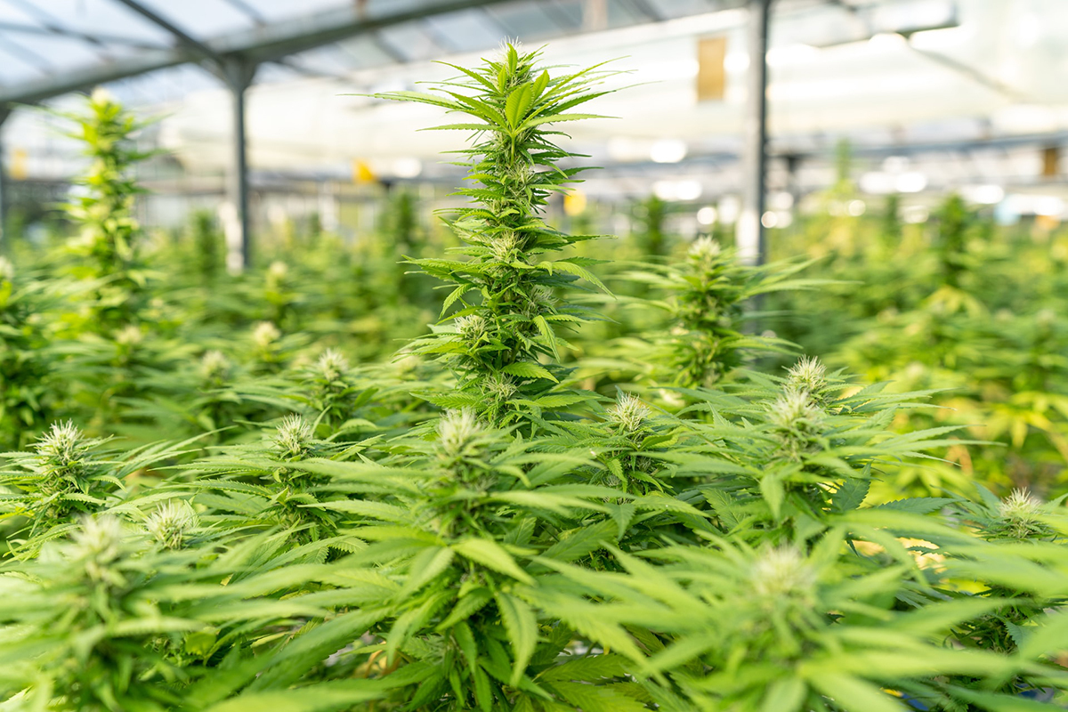Le côté obscur de la légalisation du cannabis récréatif