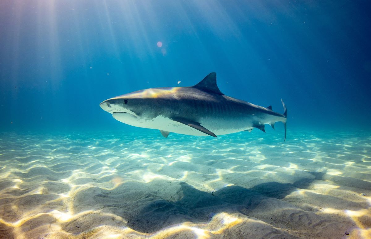 Un jeune pasteur bien-aimé tué dans une attaque de requin alors qu'il pêchait sous-marine : « Un jeune homme qui aimait Dieu »